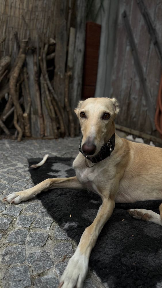 Spanish Greyhound Galgo Caramelo looking the camera
