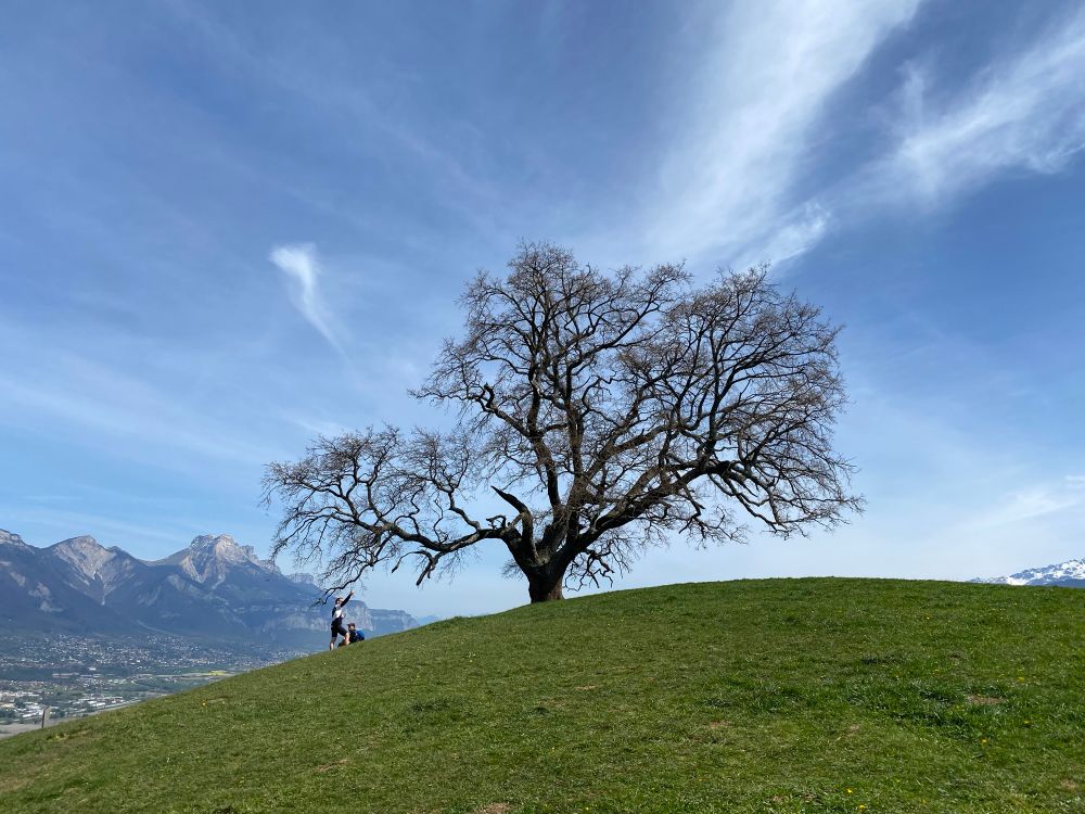 Remarkable tree (Oak) on top of hill. Blue sky and mountains in background. 