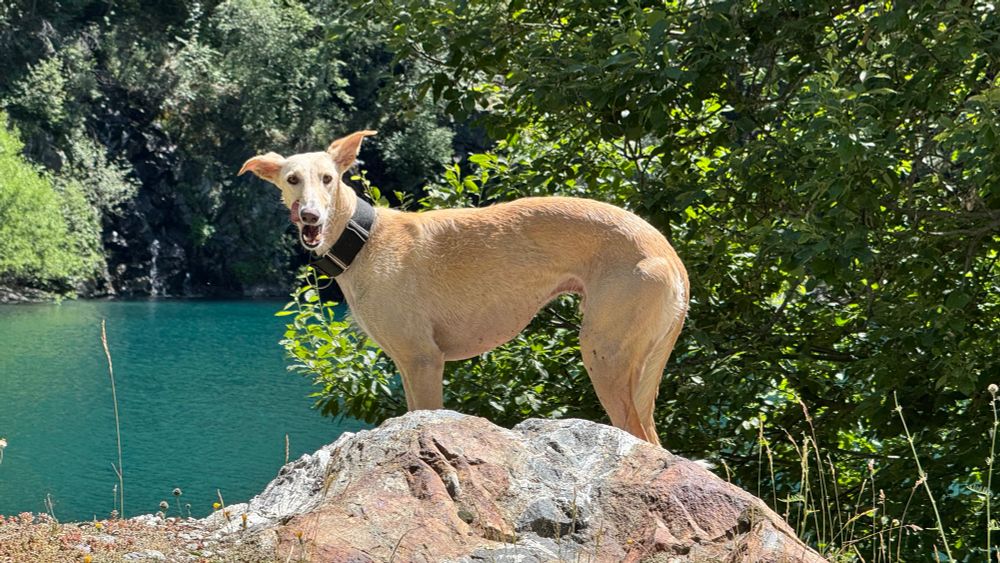 Spanish greyhound Galgo Caramelo on rock with mountain lake in background. 