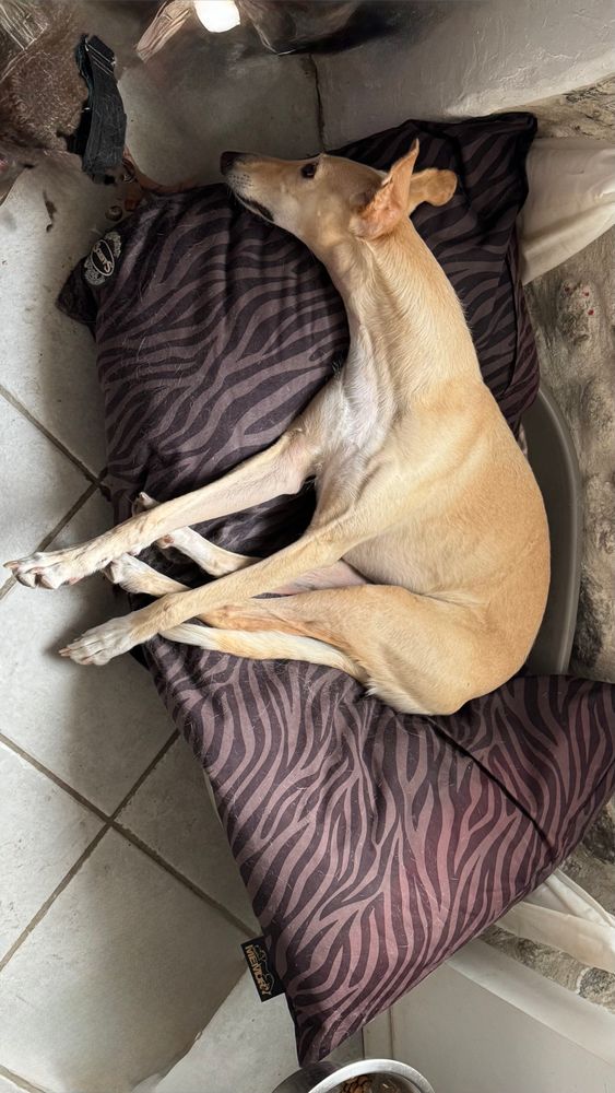 Spanish greyhound Galgo Caramelo on his couch without collar. 