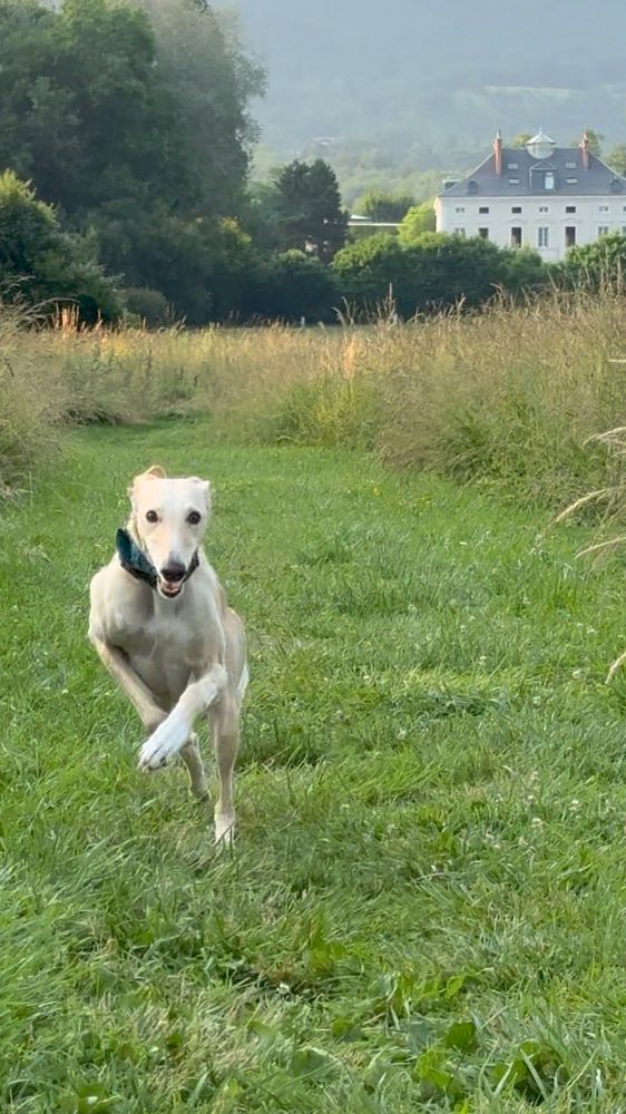 Spanish greyhound Galgo Caramelo running straight to camera with nice building in background. 