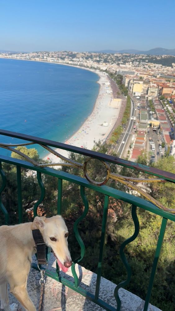 Spanish greyhound Galgo Caramelo in early walk. Promenade des anglais in background. 
