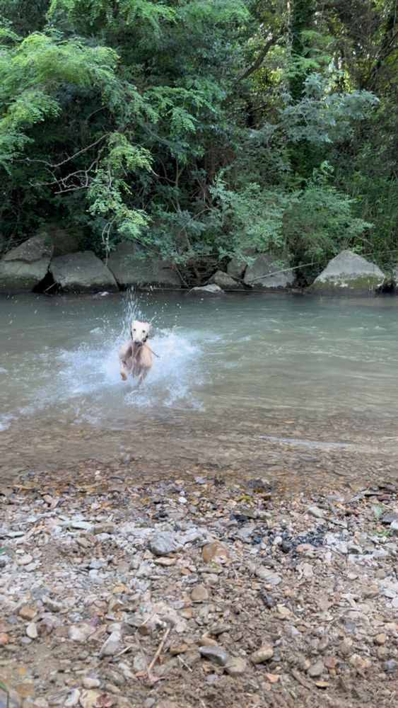 Spanish greyhound Galgo Caramelo get out river with stick in mouth. 