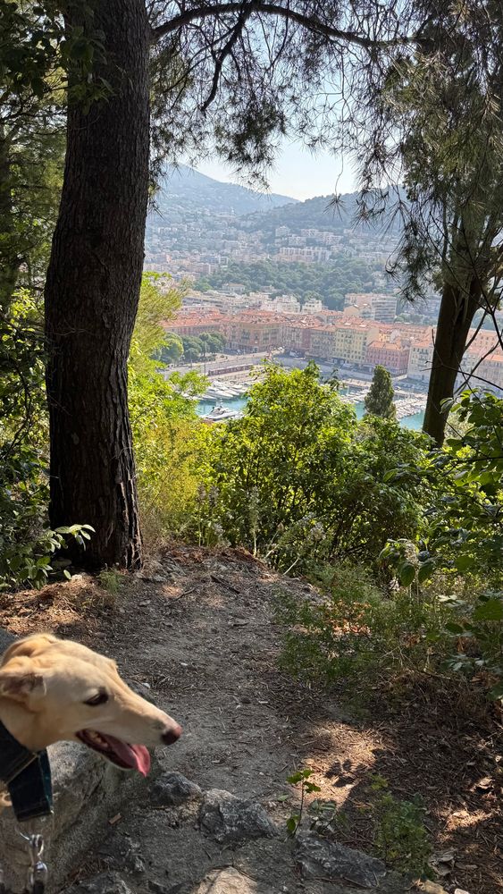 Spanish greyhound Galgo Caramelo in early walk with Nice port in background. 