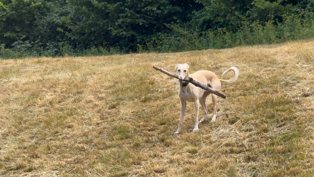 Spanish greyhound Galgo Caramelo in yellow field with a big stick in his mouth. 