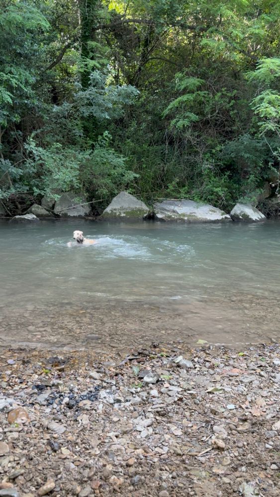 Spanish greyhound Galgo Caramelo swimming in river with a stick in mouth. 