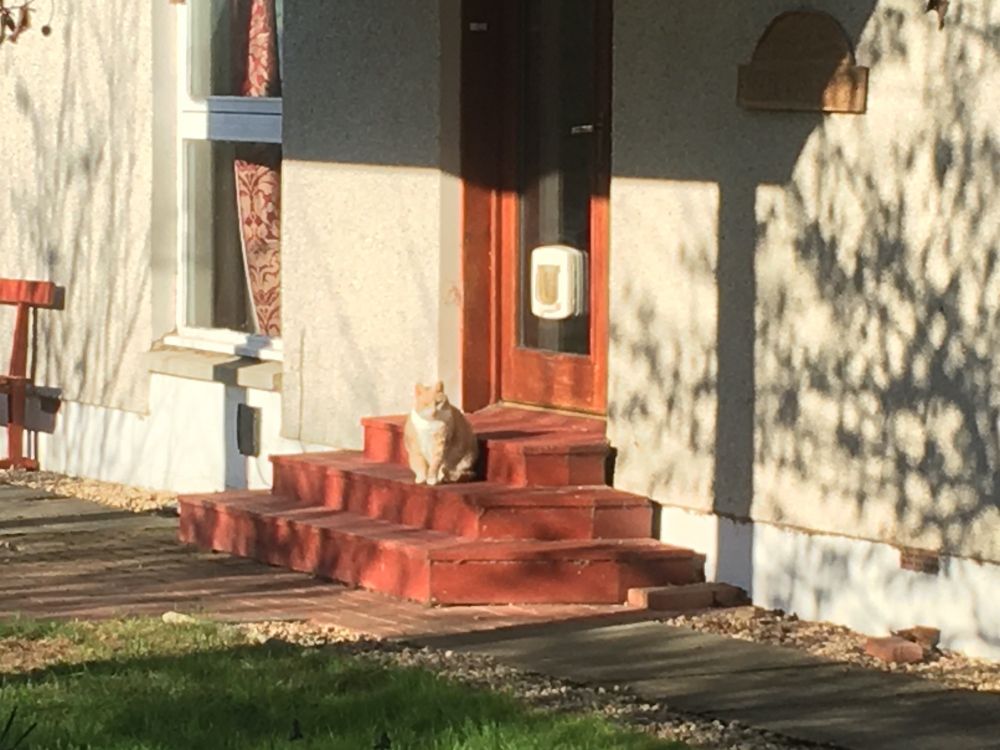 Orange cat sits on doorstep looking bemused that he can't get in, despite the presence of a cat-flap.