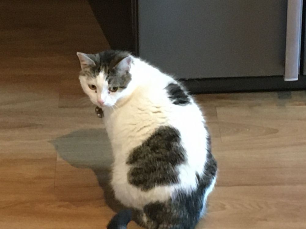 Silver tabby and white cat looking over her shoulder in an imperious manner.