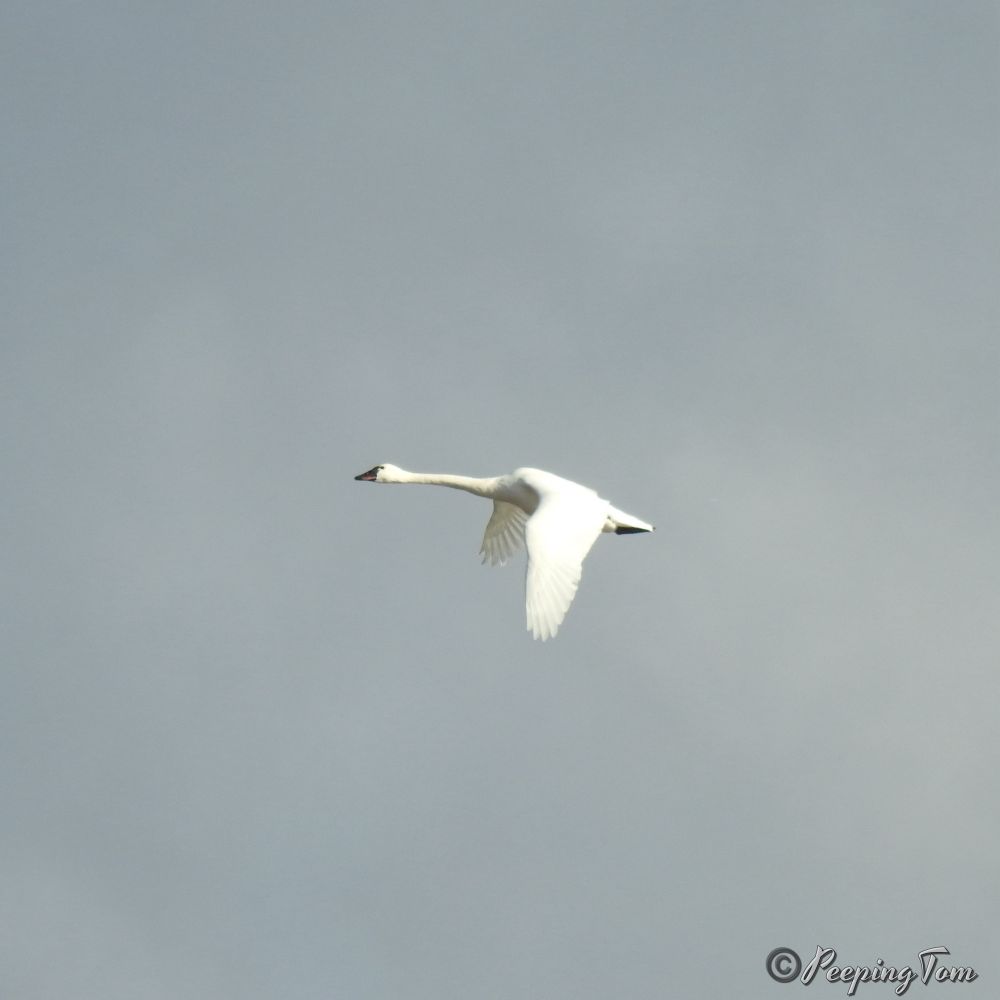 A white swan with a black bill and a yellow teardrop patch under the eye in flight.