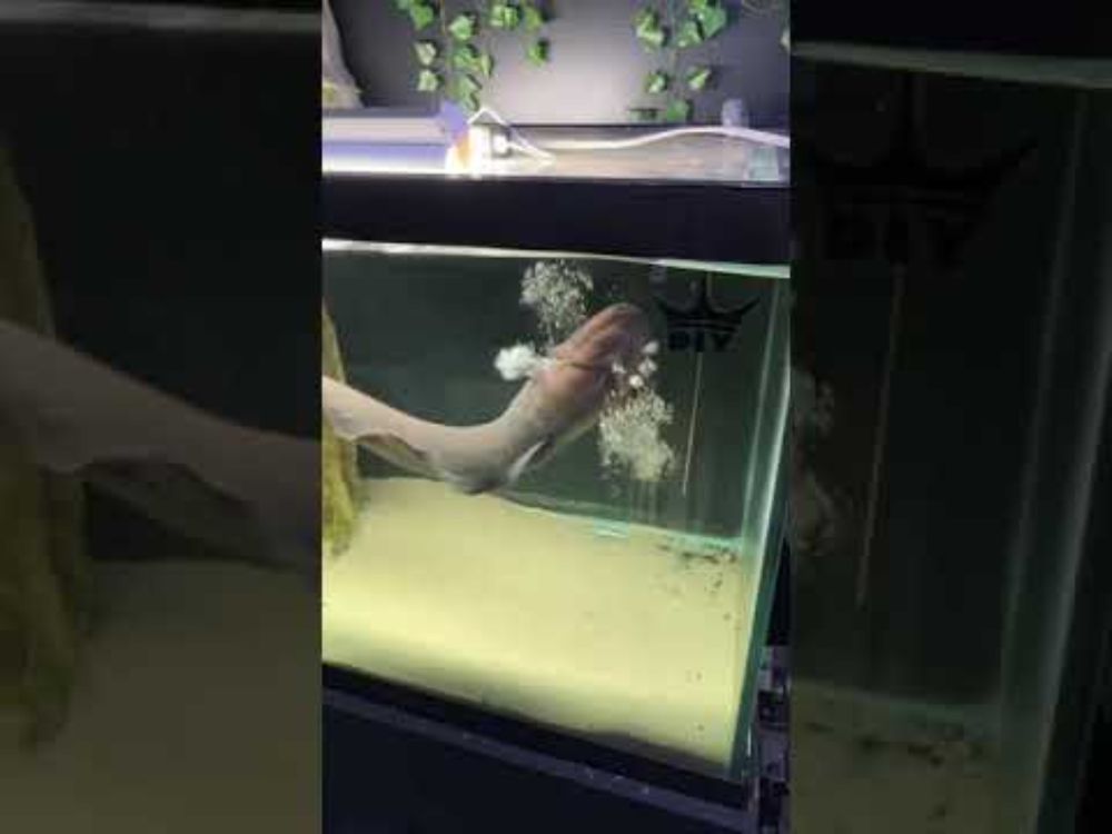 My electric eel: listen to and SEE his pulse’s!! #aquarium #eel #electricfish