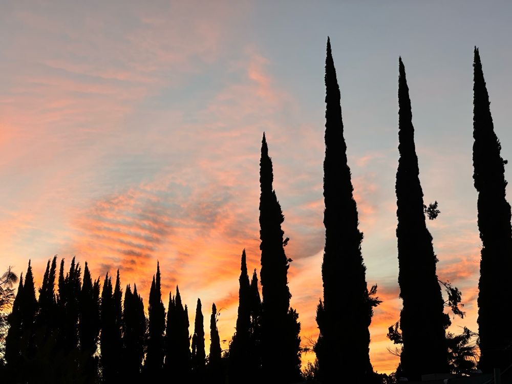 Red clouds and black trees Los Angeles sunrise!