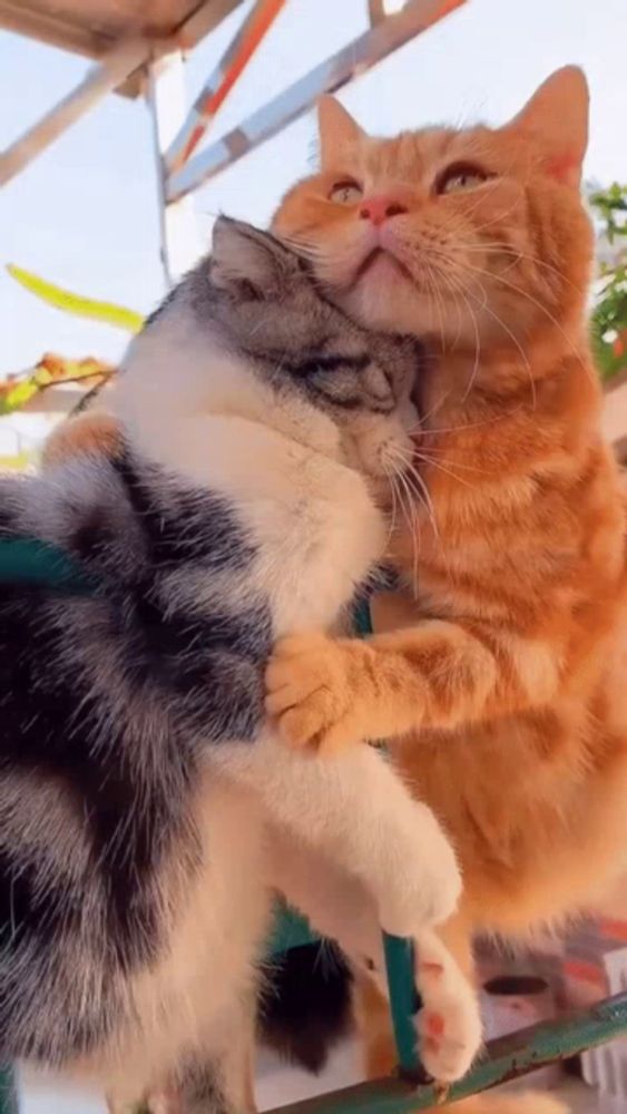 two cats are hugging each other while sitting on a railing .