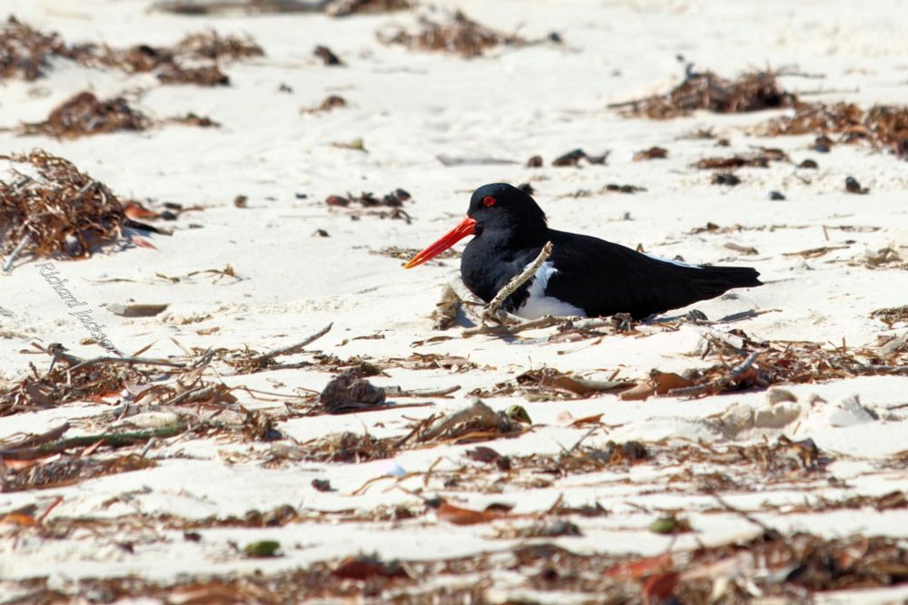 Pied Oystercatcher on its rudimentary nest on the beach.