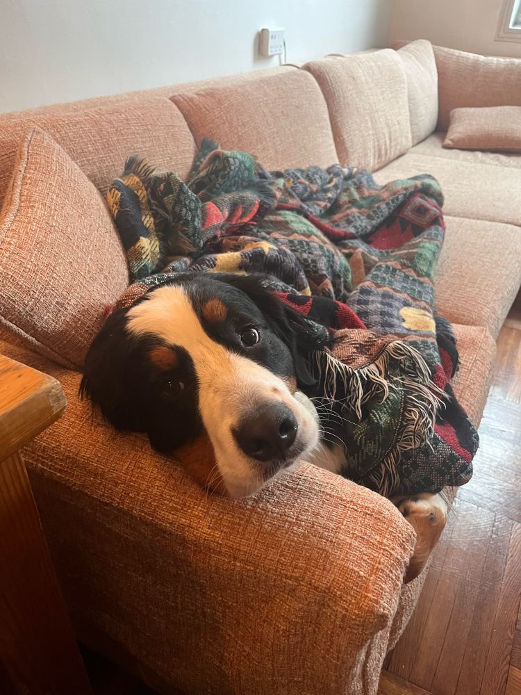cozy muffin in a blanket