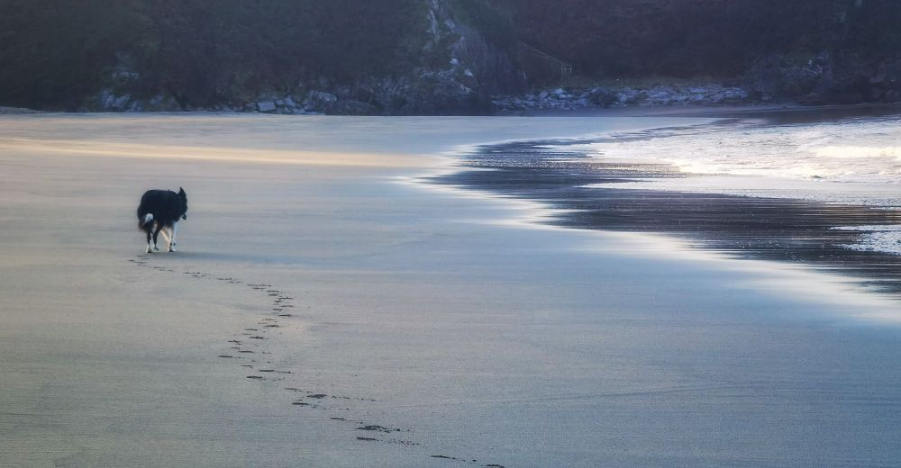 Kepler the black and white border collie walking on the beach in Barayo