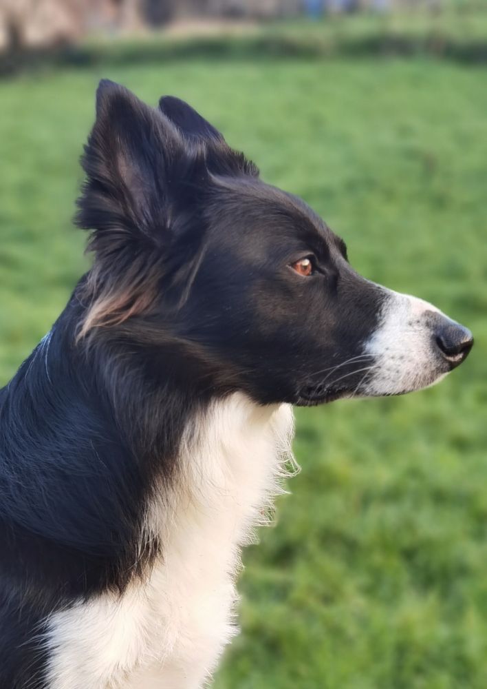 Kepler the border collie in close-up portrait photograph, with meadow behind