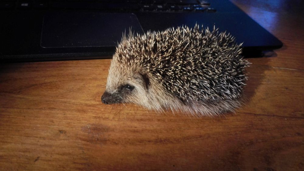 Hedgehog on countertop