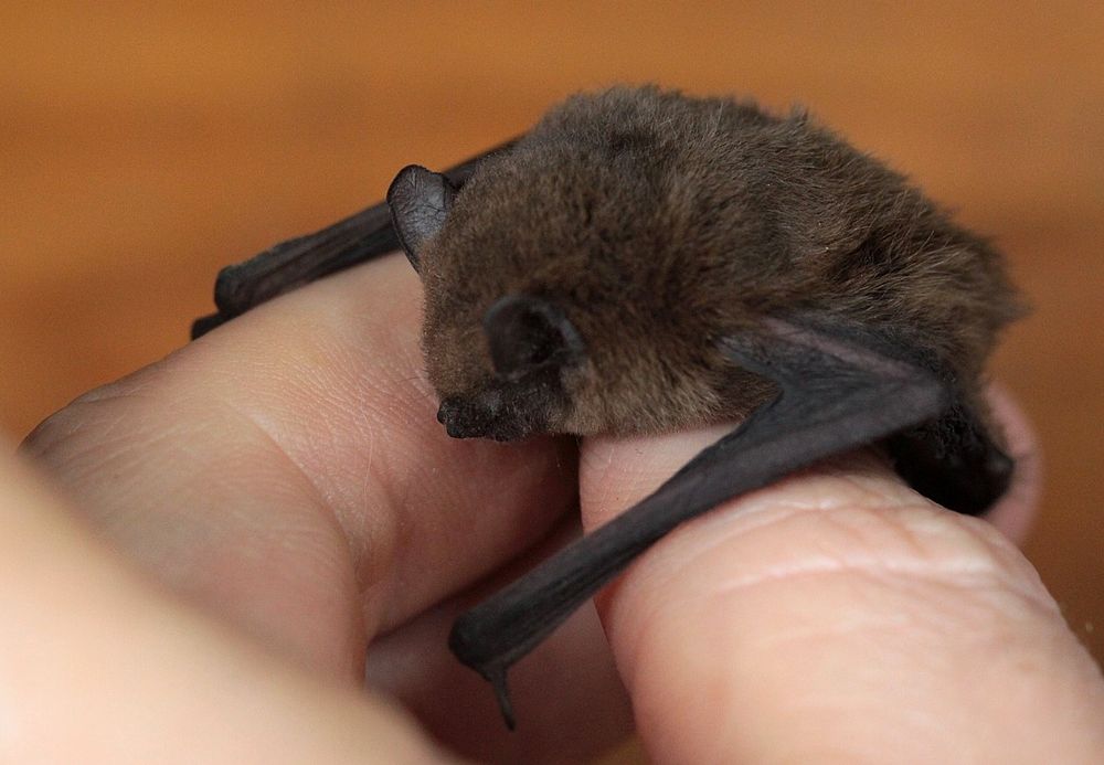 A bat in my hand