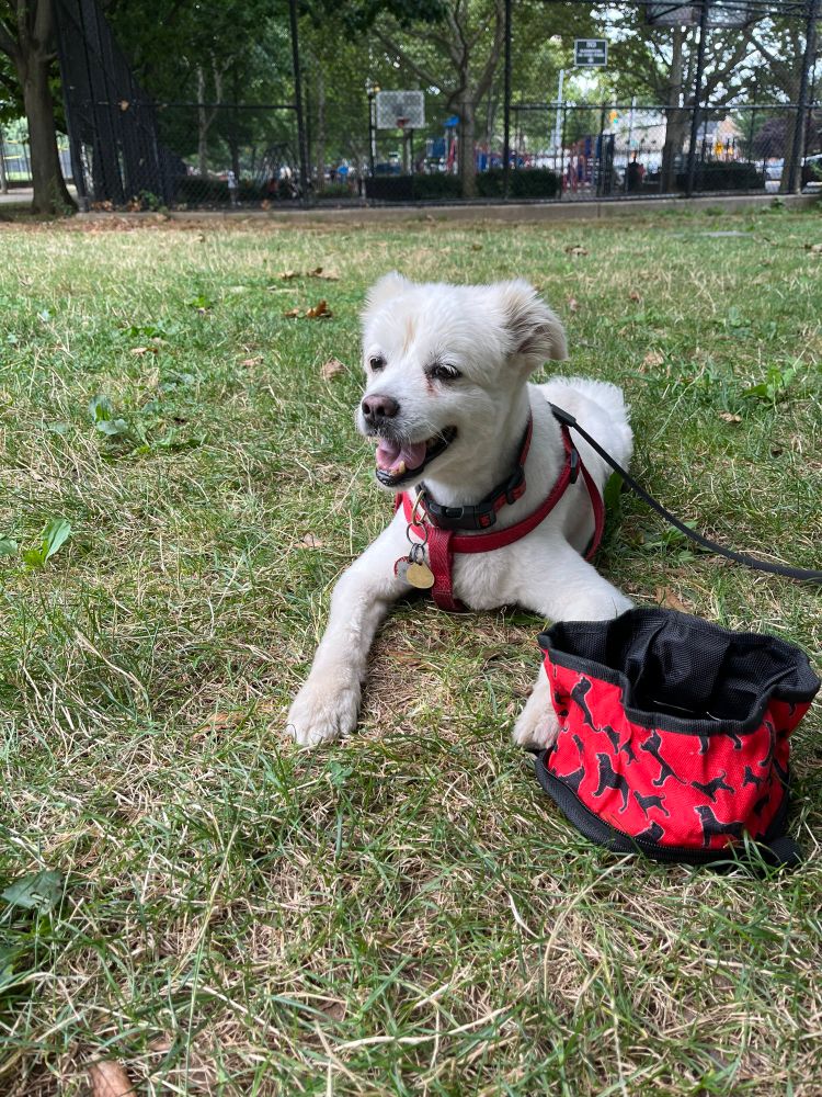 Ike with his bowl in a park!