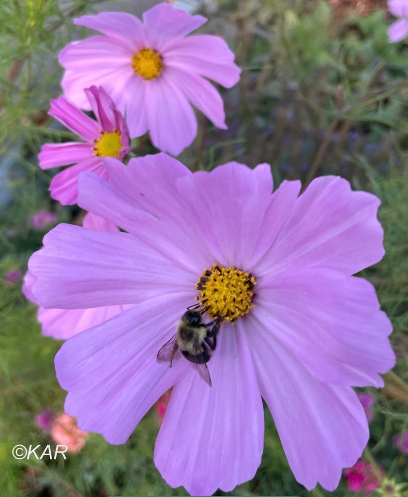 Beautiful purple cosmos flowers with a bumblebee 