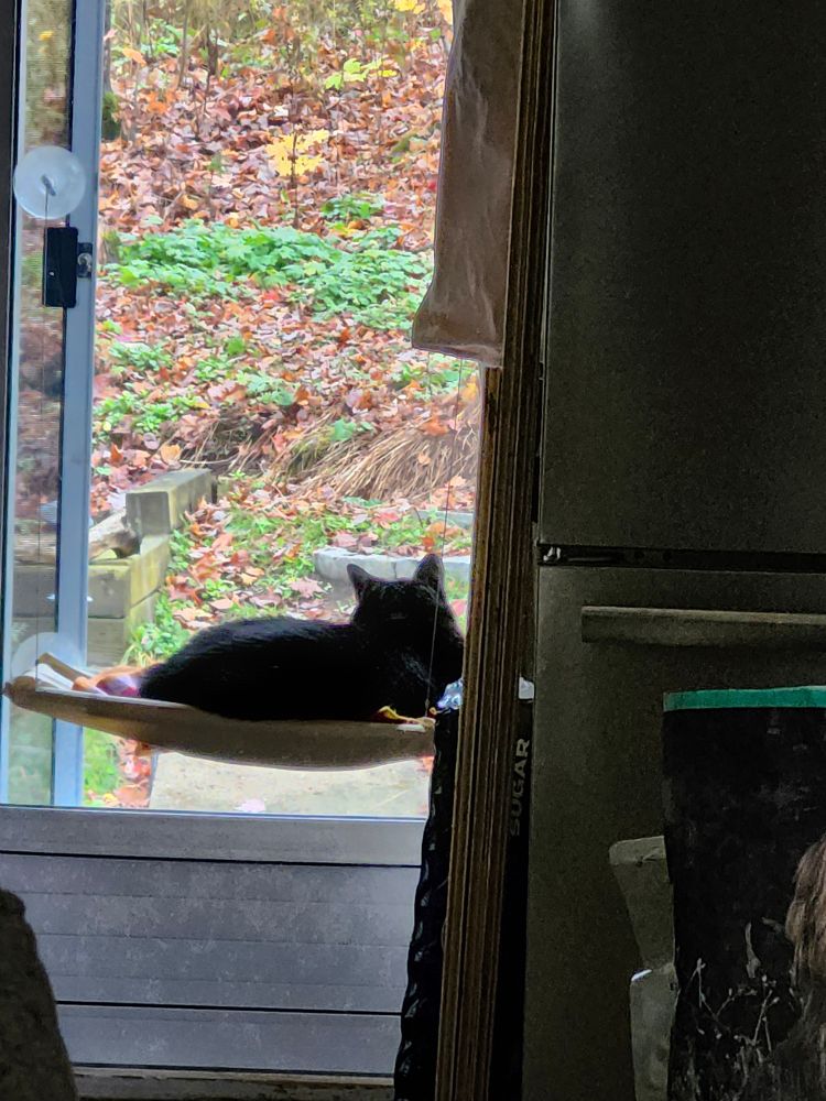 Black cat sleeping on a hammock stuck to patio door window