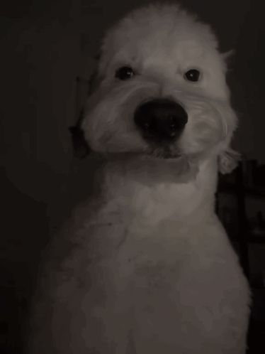 a close up of a white dog 's face in the dark