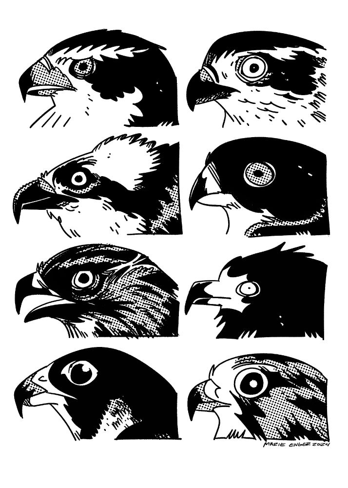 A drawing of 8 various birds of prey faces. 