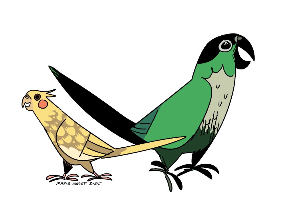 A drawing of an adorable cockatiel and conure. 