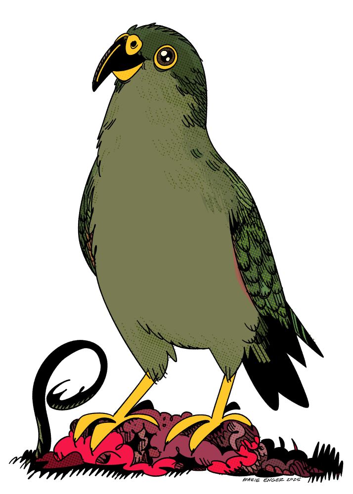 A drawing of a kea on top of a pile of meat 