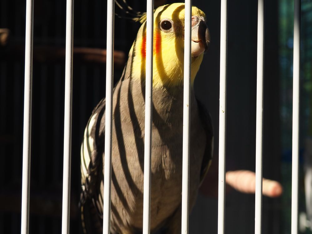 A photo of woody looking dramatic 