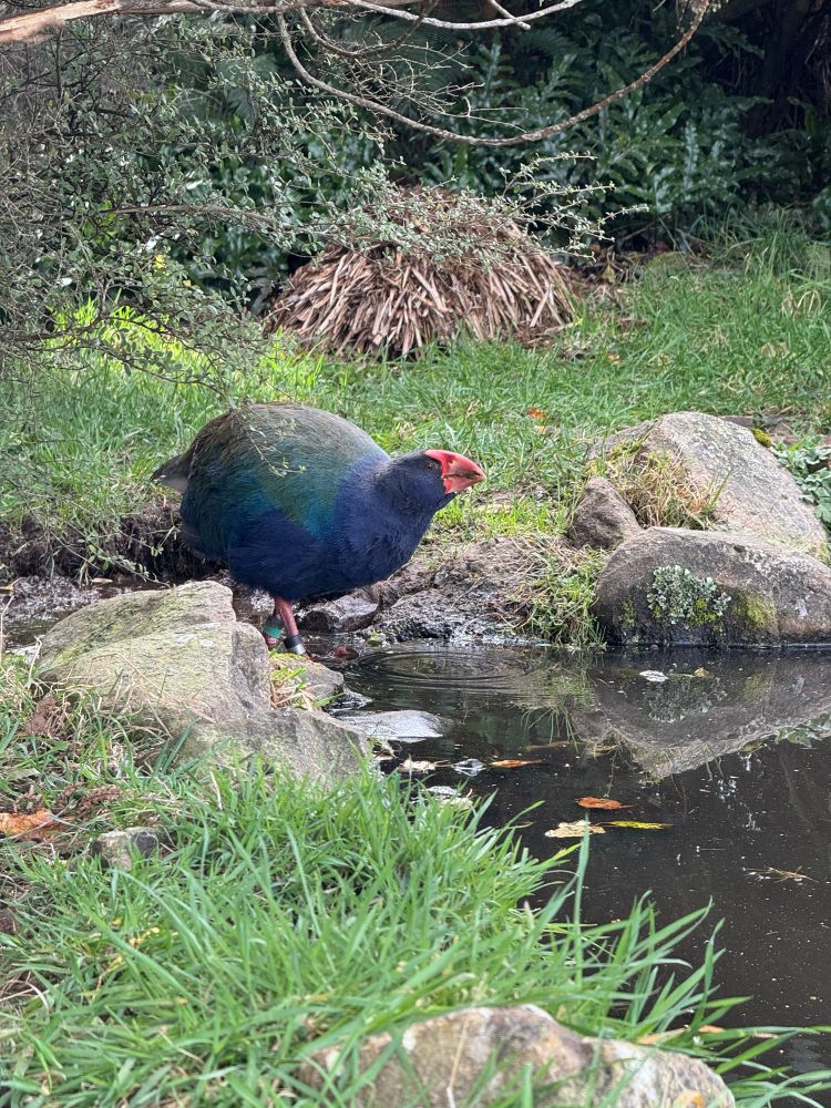 A photo of a takahē taking a drink 