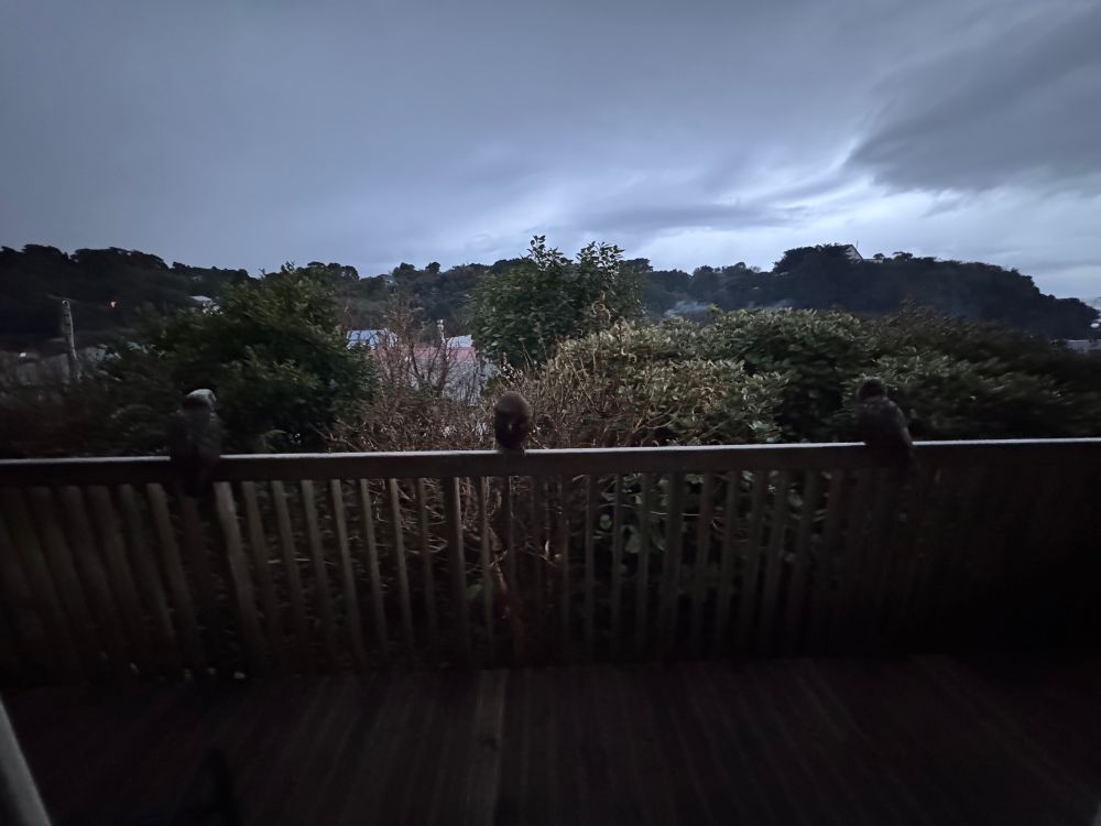 Three kākā on a railing 