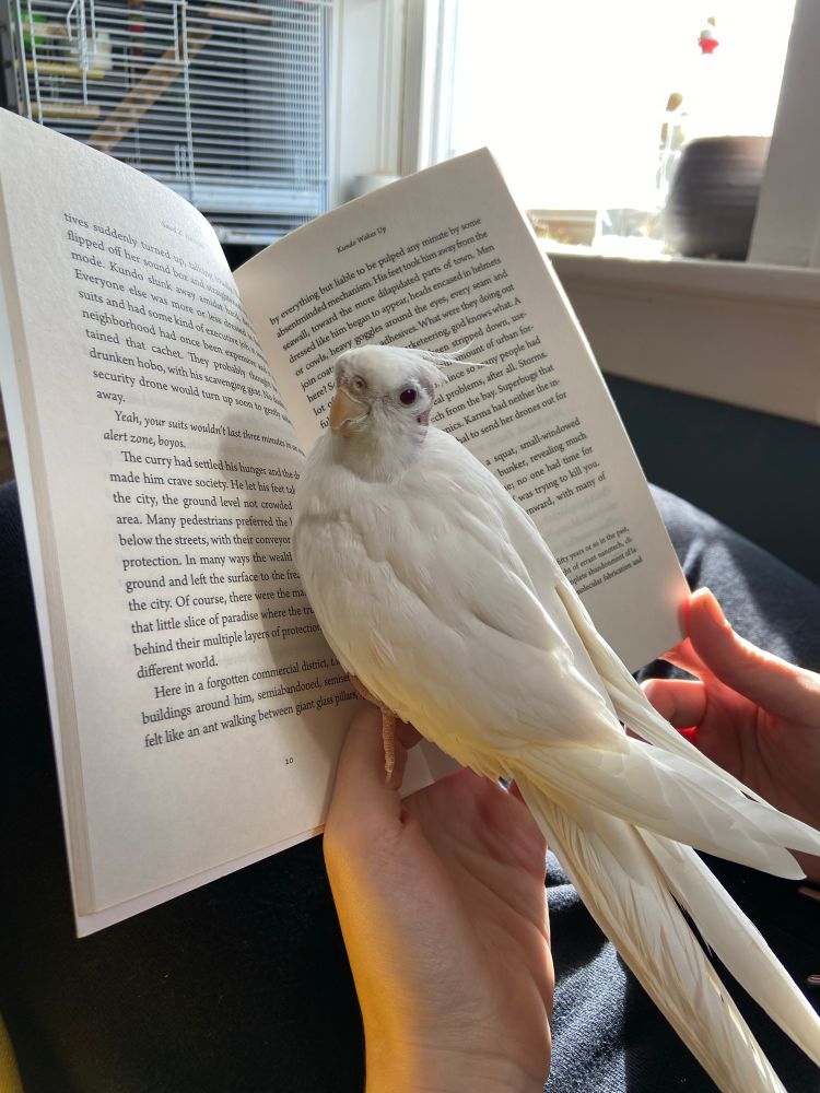 A photo of Bowie reading a book