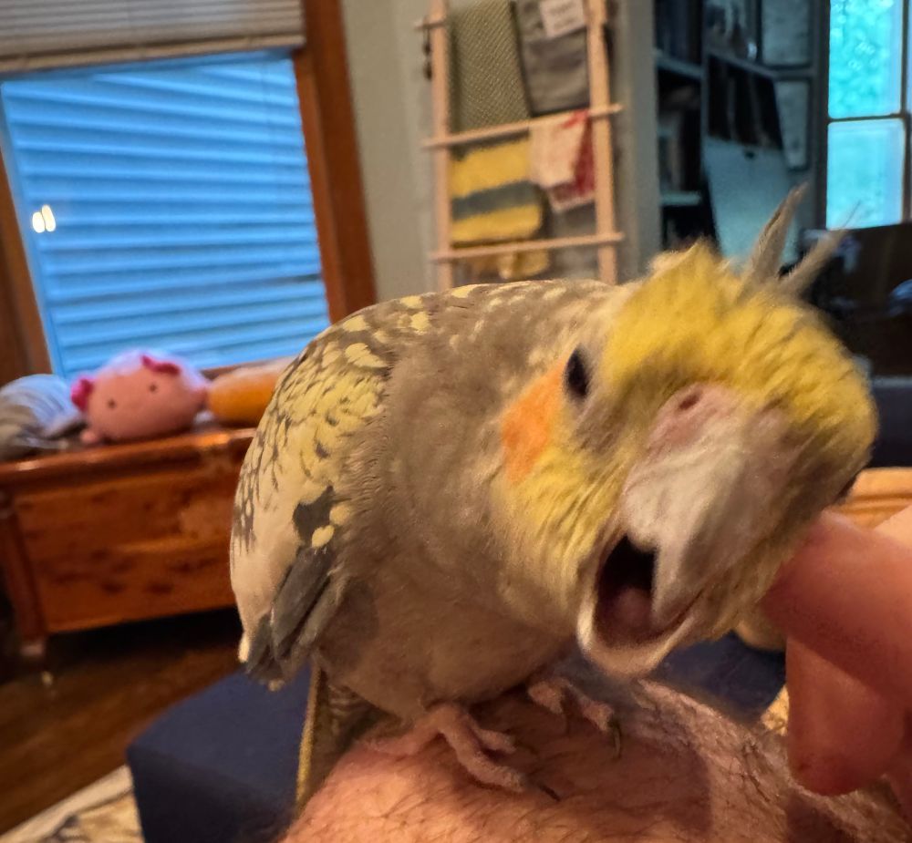 A photo of Roxy the old cockatiel yawning during a scratch 