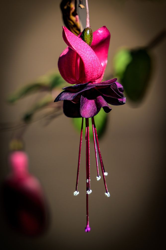 A close up of a single Fuchsia flower. 