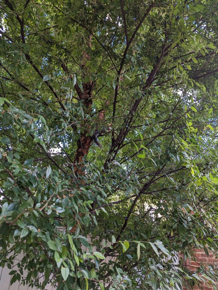 Stealth squirrel is staring at you, beware!