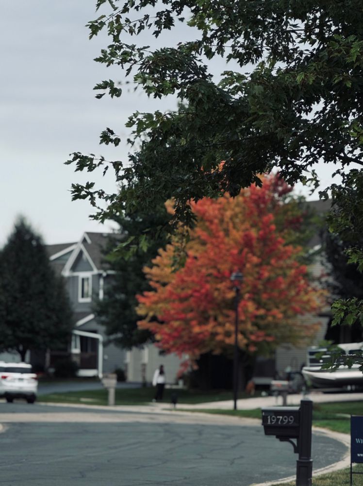 Photo of brilliant deep orange and gold leaves on a single tree, growing near a street. Some dark green trees & a grey house sre behind it. Grey road across the foreground, grey skies in background.