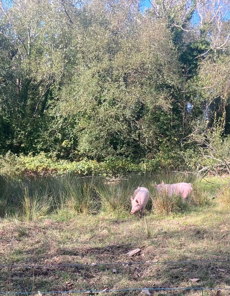 Pigs are social animals and these two are enjoying another lovely quiet day in an open field with hedges to keep Museum visitors at a distance and food, water and shelter close at hand. 