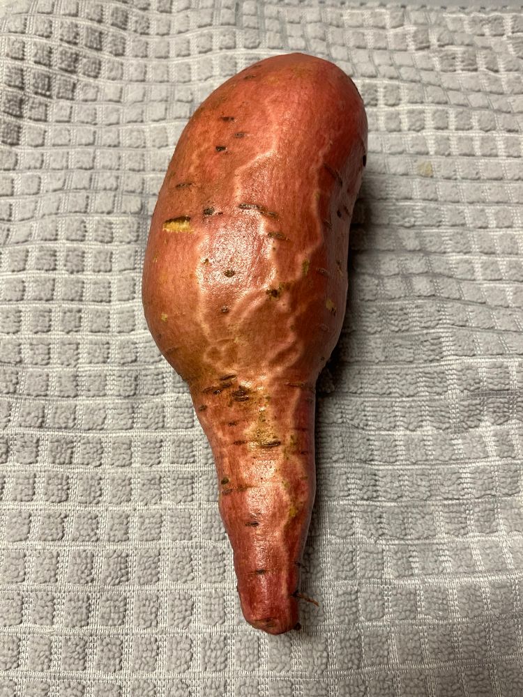 A heavily veiny sweet potato that kind of looks like a dick.