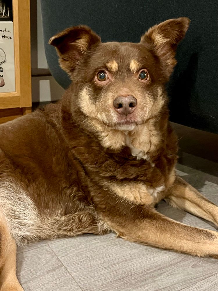 Photo of brown and cream colored dog lying on the floor and looking at the camera 