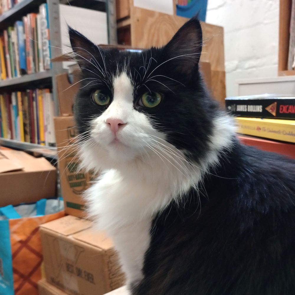 A tuxedo cat is sitting all cozy on a counter in her bookstore and judging you