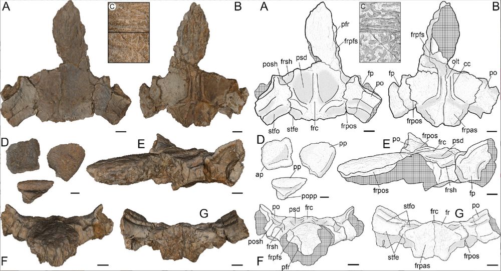 Tewkensuchus salamanquensis skull elements