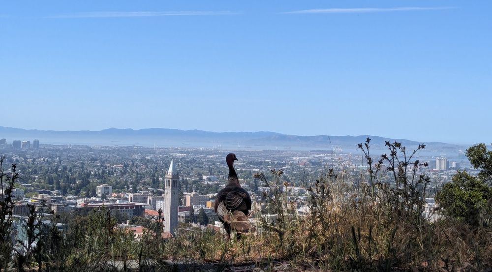 In the foreground, a wild turkey stands facing away from the camera amid some scrub, apparently taking in a view of the East Bay featuring UC Berkeley's Campanile tower and stretching to the Santa Cruz mountains in the distance.