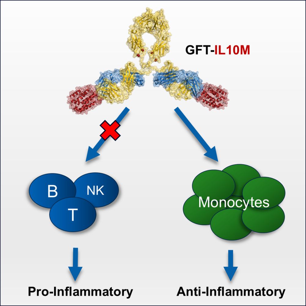 A molecular rendering of the engineered graft of IL-10 with an antibody (GFT-IL10M). Structural analysis of GFT-IL10M using x-ray crystallography at the ALS provided insight into its improved anti-inflammatory properties. The schematic illustrates that the designed biotherapeutic minimized pro-inflammatory signaling observed in wild-type IL-10. (Credit: Michael DiDonato/Novartis Biomedical Research)