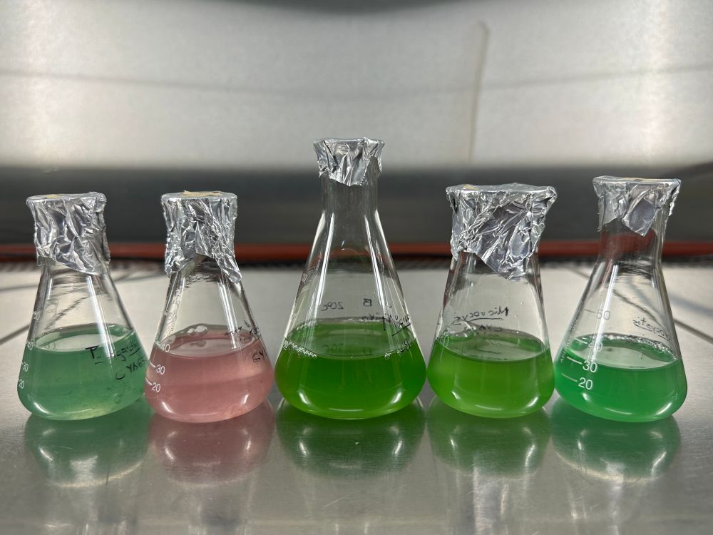 There are five flasks containing cyanobacteria cultures, four of which have different shades of green and one of which is pink