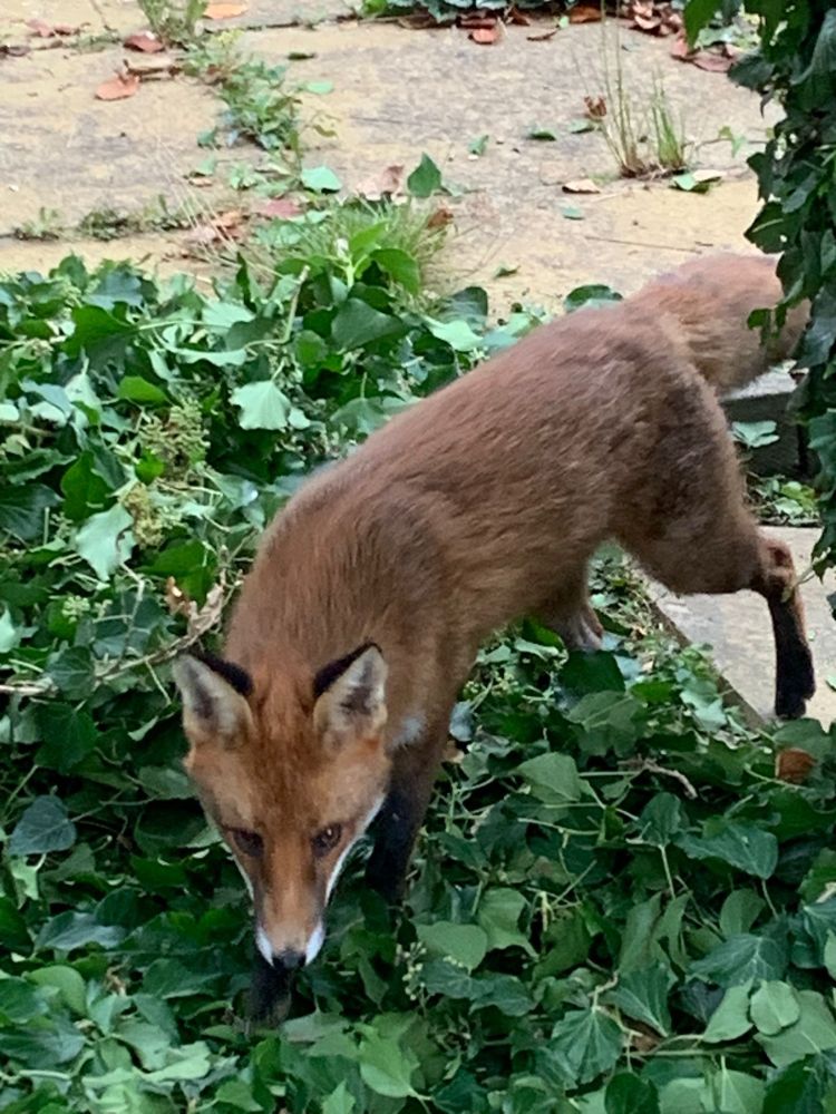 The fox walks over the cuttings under an ivy arch.
