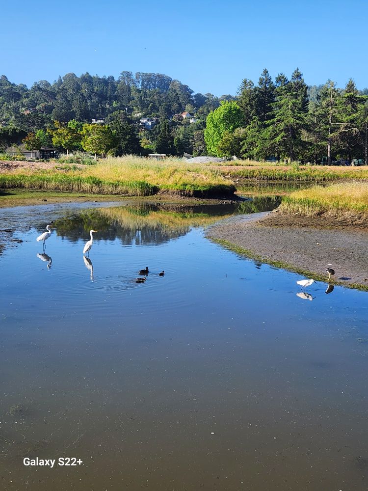 2 great regrets, 1 duck with 3 ducklings, 1 snowy regret, and 1 black crowned night heron in a small pond by a school and park