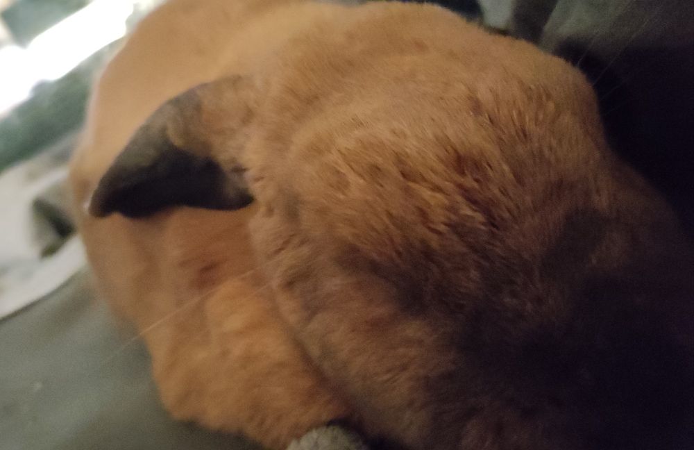 Rothaariges Kaninchen mit dunkelbraunen Ohren und Nase kuschelt auf der Couch mit geschlossenen Augen