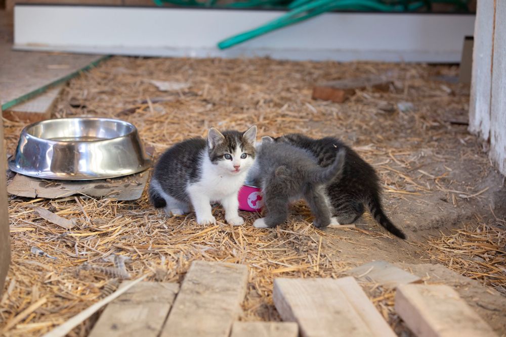 Three feral kittens enjoy food for the first time in many days. One facing the camera was very defensive while its siblings ate.