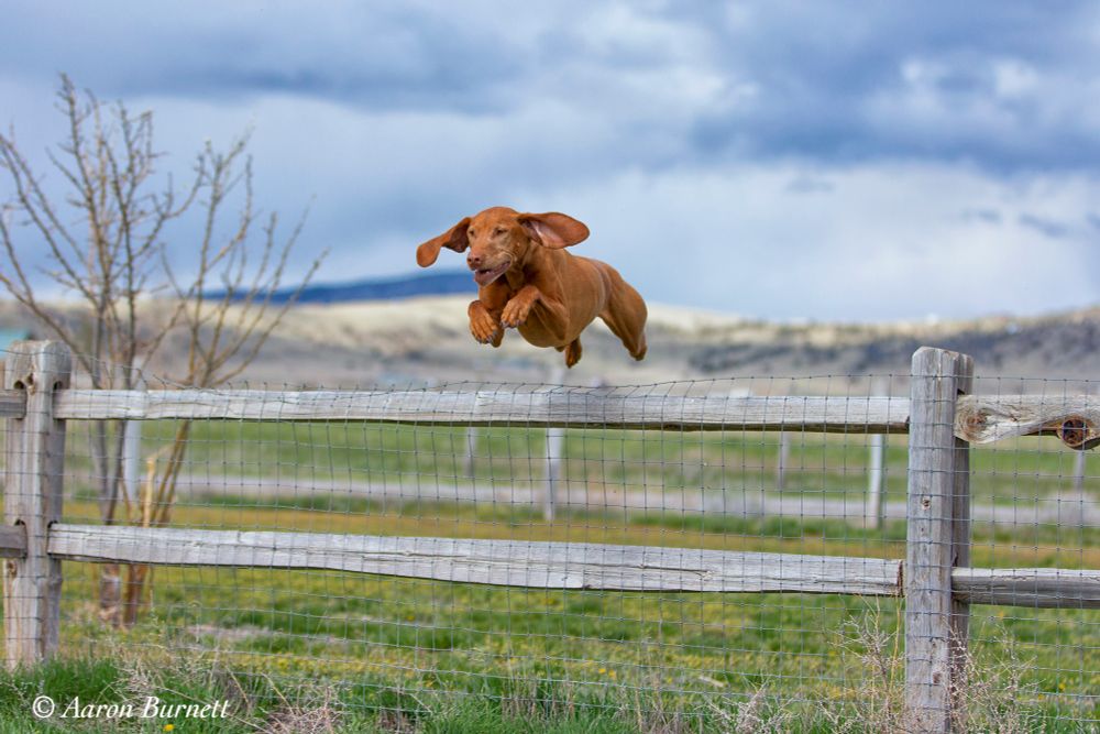 A brown dog leaps gracefully over a wooden fence, capturing a moment of joy against a backdrop of open fields and cloudy skies.
